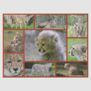 Cheetah-Collage 001 Poster Tissue Paper