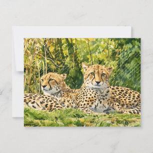 Cheetah Companions – Resting in the Wild Postcard