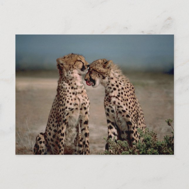 Cheetah Couple Photography Postcard (Front)
