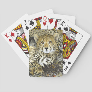 Cheetah Cub 2 Playing Cards