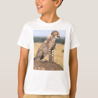 Cheetah Cub 3