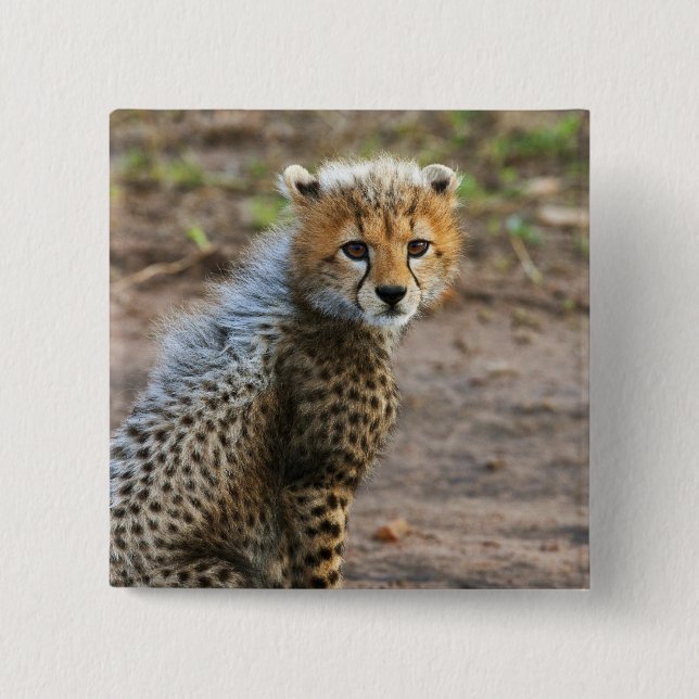 Cheetah Cub Acinonyx Jubatus) 15 Cm Square Badge (Front)