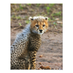 Cheetah Cub Acinonyx Jubatus) Photo Print