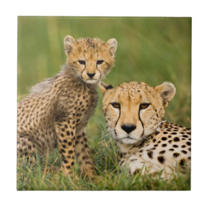 Cheetah Cub and Parent in Grass Ceramic Tile