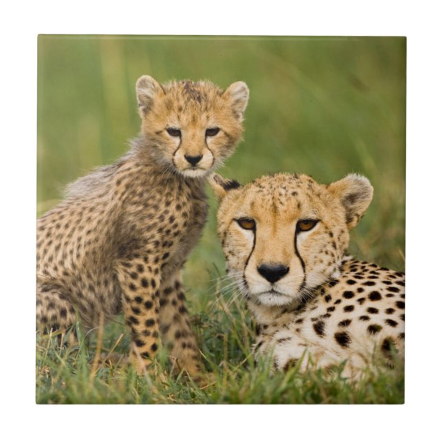Cheetah Cub and Parent in Grass Ceramic Tile (Front)