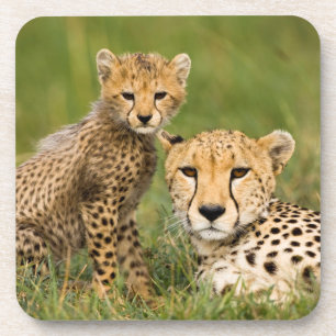 Cheetah Cub and Parent in Grass Coaster