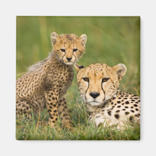 Cheetah Cub and Parent in Grass Magnet