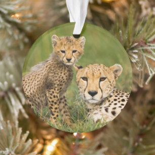 Cheetah Cub and Parent in Grass Ornament