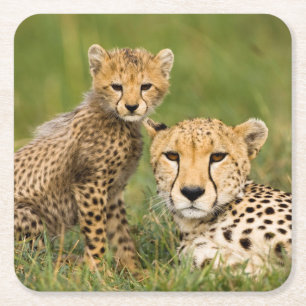 Cheetah Cub and Parent in Grass Square Paper Coaster
