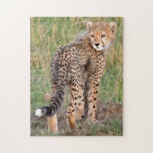 Cheetah Cub Looking Your Way. Jigsaw Puzzle