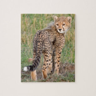 Cheetah Cub Looking Your Way. Jigsaw Puzzle