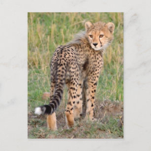 Cheetah Cub Looking Your Way. Postcard