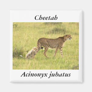 Cheetah & cub Magnet