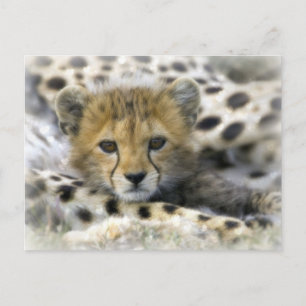 Cheetah Cub Postcard