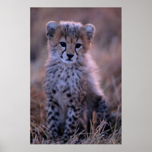 Cheetah Cub   Savannah, Kenya Poster