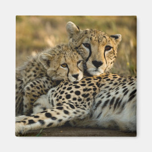 Cheetah Cub Snuggling with its Mom Magnet