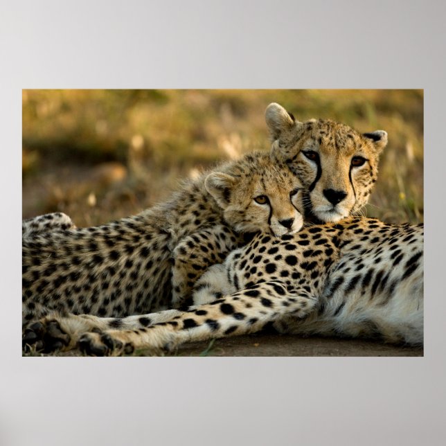 Cheetah Cub Snuggling with its Mom Poster (Front)