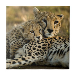 Cheetah Cub Snuggling with its Mum Ceramic Tile