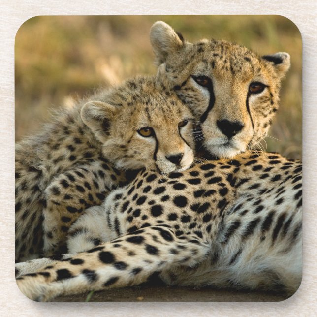 Cheetah Cub Snuggling with its Mum Coaster (Front)