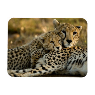 Cheetah Cub Snuggling with its Mum Magnet