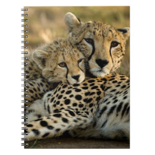 Cheetah Cub Snuggling with its Mum Notebook