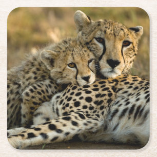 Cheetah Cub Snuggling with its Mum Square Paper Coaster