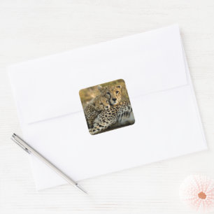 Cheetah Cub Snuggling with its Mum Square Sticker