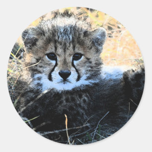 Cheetah cub stickers