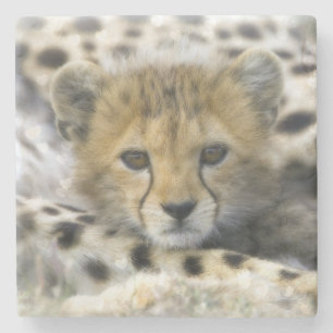 Cheetah Cub Stone Coaster