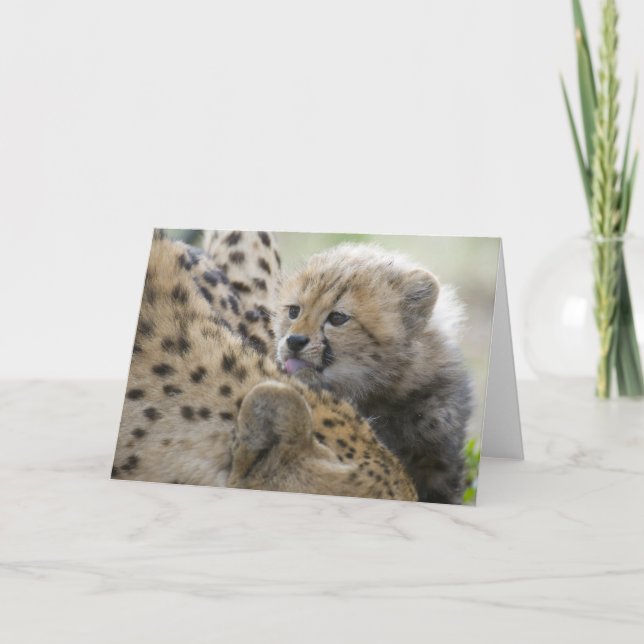 Cheetah Cub with Mum Card (Front)