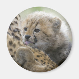 Cheetah Cub with Mum Magnet