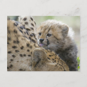 Cheetah Cub with Mum Postcard
