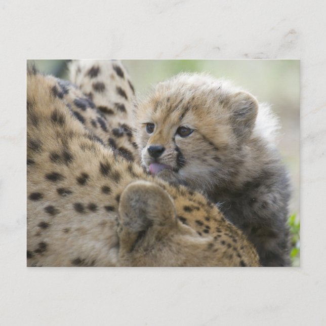 Cheetah Cub with Mum Postcard (Front)