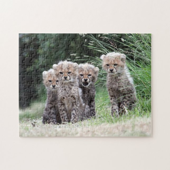 Cheetah cubs jigsaw puzzle (Horizontal)