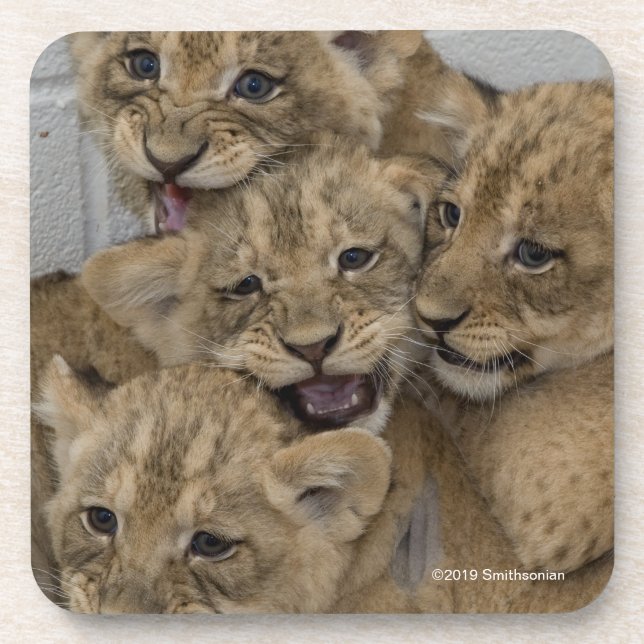 Cheetah Cubs Playing Coaster (Front)