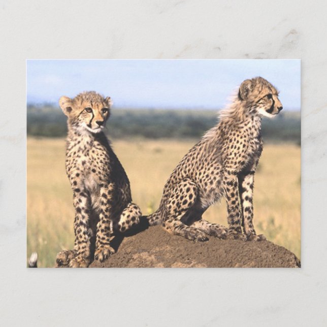 Cheetah Cubs Postcard (Front)