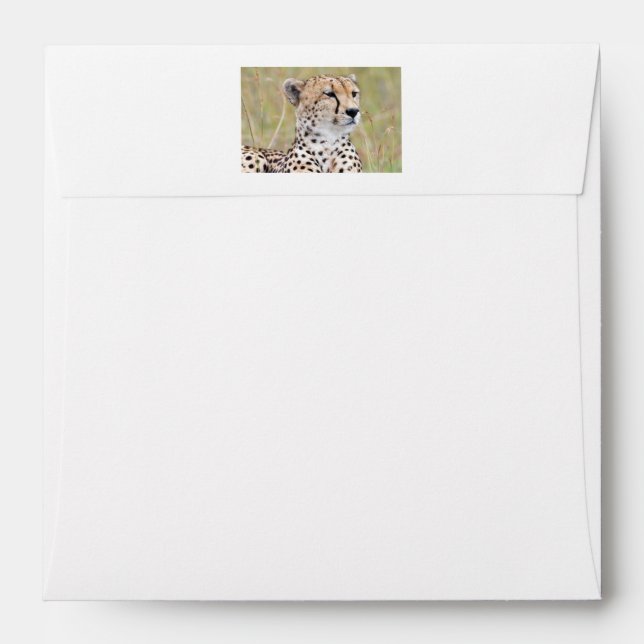 Cheetah Envelope (Back (Top Flap))
