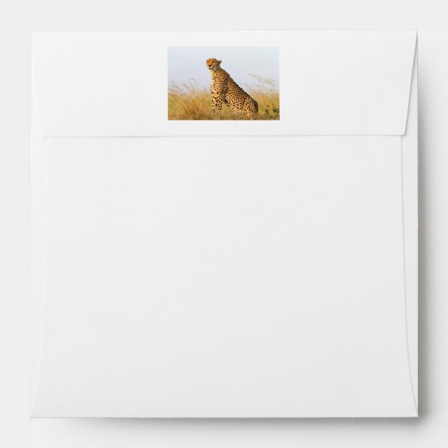 Cheetah Envelope (Back (Top Flap))