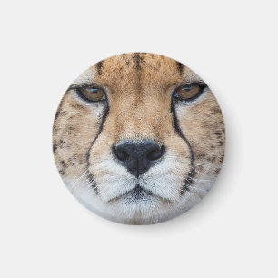 Cheetah face magnet