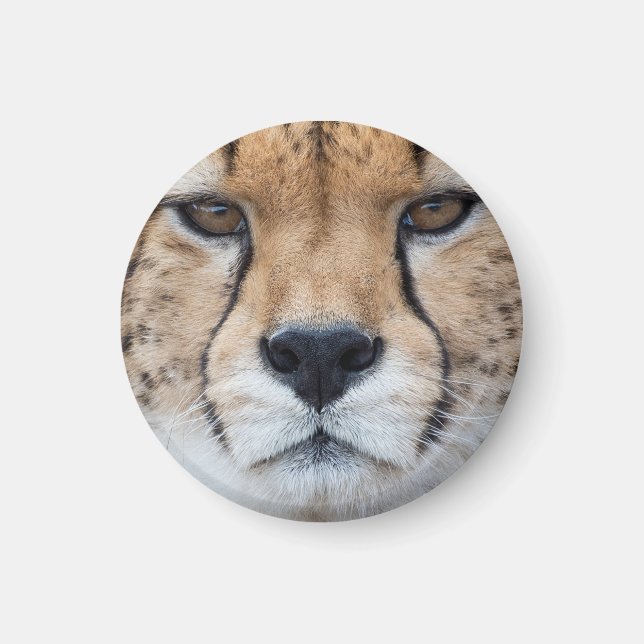 Cheetah face magnet (Front)
