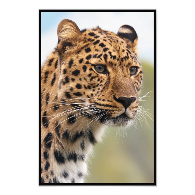 Cheetah Face Photo Print (Front)
