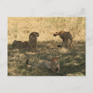 cheetah family postcard