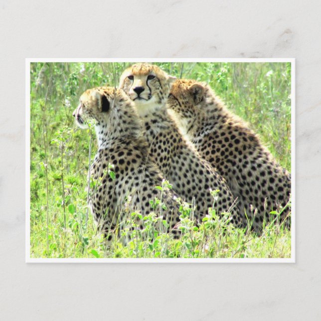 cheetah family postcard (Front)