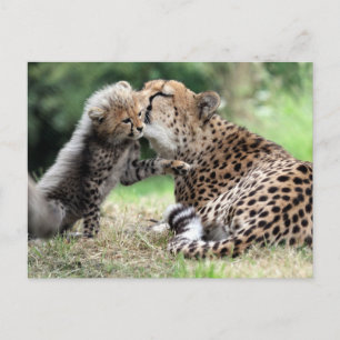Cheetah female & Cub Postcard