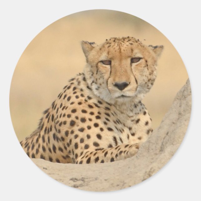Cheetah Gaze Sticker (Front)
