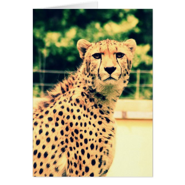 Cheetah glare (Front)