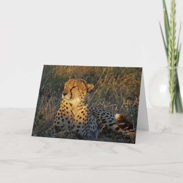 CHEETAH GREETING CARD (Front)