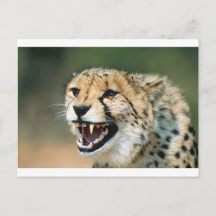 Cheetah Growl Postcard