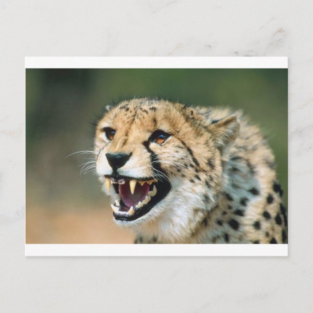 Cheetah Growl Postcard (Front)