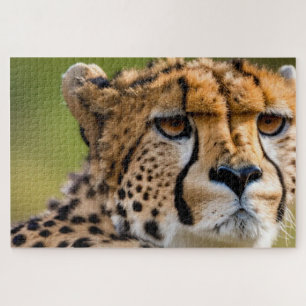 Cheetah Headshot Jigsaw Puzzle